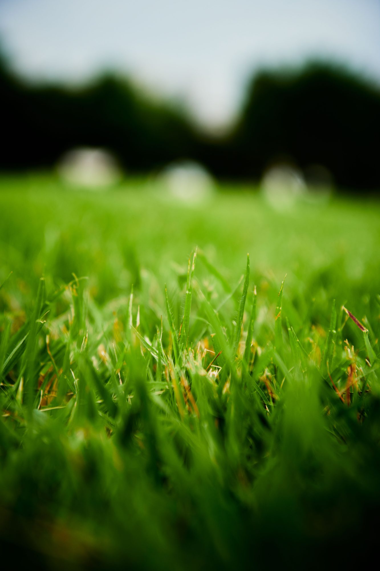 Freshly cut green lawn